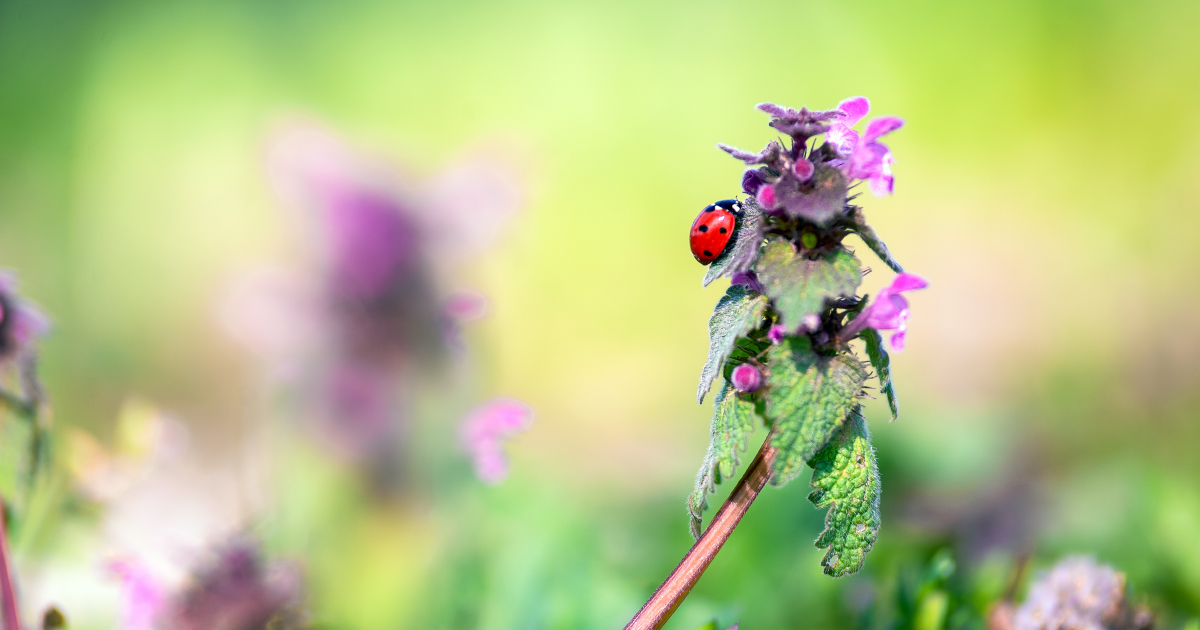 Nouvelles propositions françaises et européennes en faveur de la biodiversité