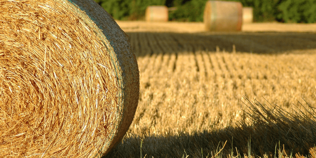 La paille, un matériau idéal pour la construction bas-carbone