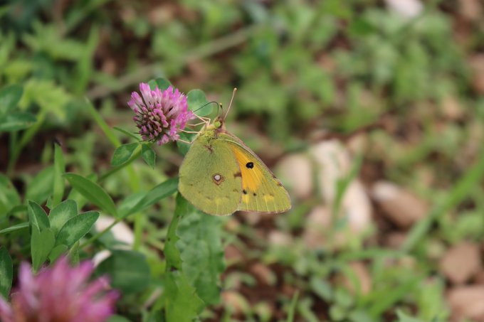 Intégrer la biodiversité dans la conception des projets