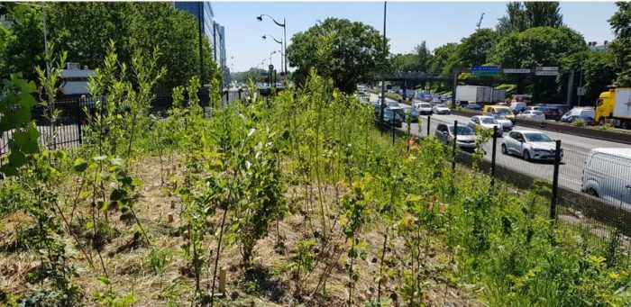 Microforêts urbaines : que penser de la « méthode Miyawaki » ?